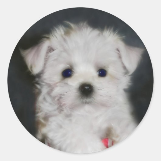 autocollant maltais (Devant)