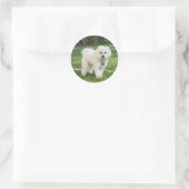 Autocollant Maltipoo (Sac)