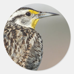 Autocollant Meadowlark occidental