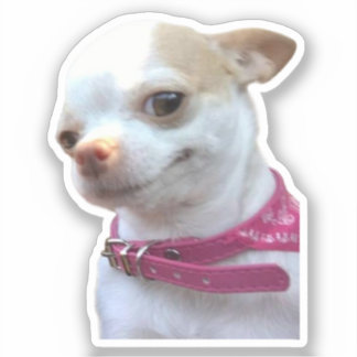 Autocollant Mème de Chien Chihuahua Pretty