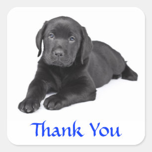 Autocollant Merci Chiots Labrador Retriever Noir