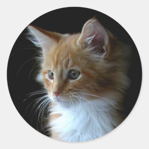 Autocollant mignon de chaton de ragondin du Maine
