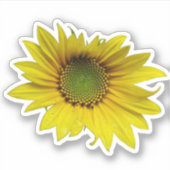 autocollant mini tournesol (Devant)