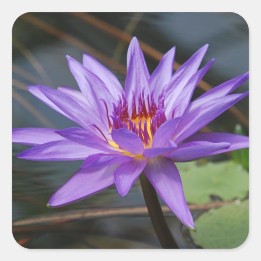 Autocollant nénuphar (Devant)