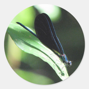 Autocollant noir et bleu de Damselfly