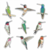 Autocollant nord-américain pour colibris (Devant)