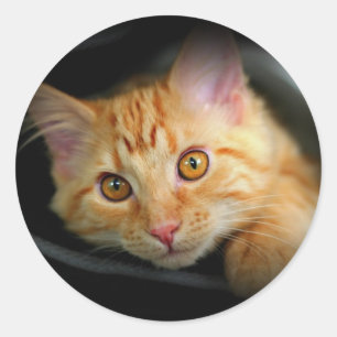 Autocollant orange de minou