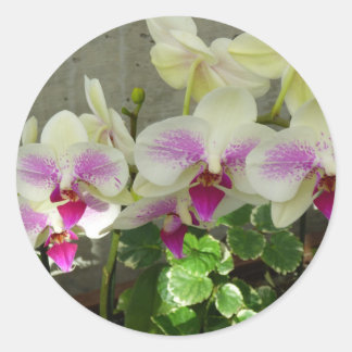 Autocollant orchidée