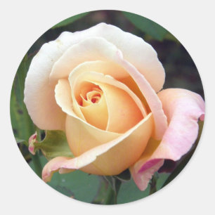 autocollant - Pale Peach Rosebud