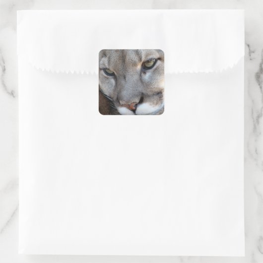 Autocollant Panther Floride (4071) (Sac)