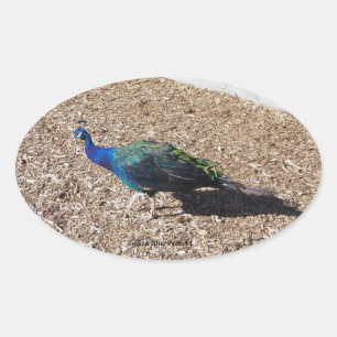 autocollant Paon bleu indien