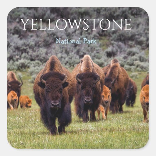 Autocollant Parc National de Yellowstone Bison Buf (Devant)