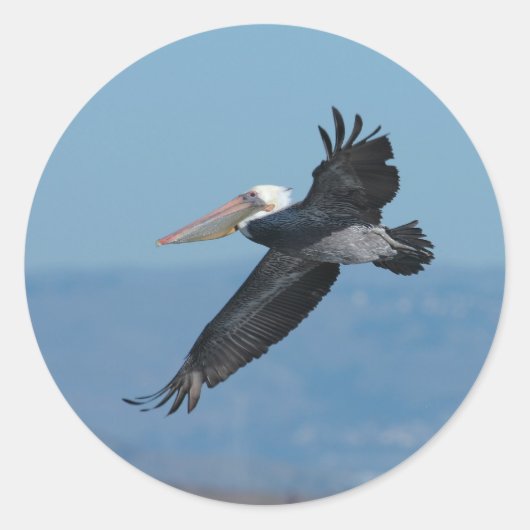 Autocollant Pélican 9 volant (Devant)