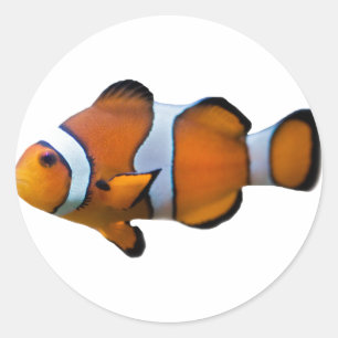 Autocollant Poisson-clown