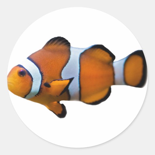 Autocollant Poisson-clown (Devant)