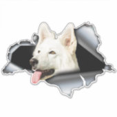 Autocollant Poméranien blanc, autocollant, Poméran (Devant)