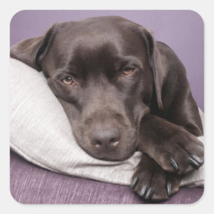 Autocollant pour chien de repérage brun / noir Lab