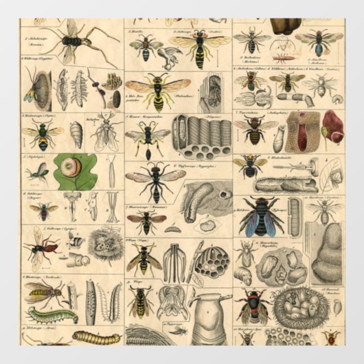 Autocollant Pour Fenêtre Abeille Insecte Bug Wasp Nature Peinture des abeil (Feuille)