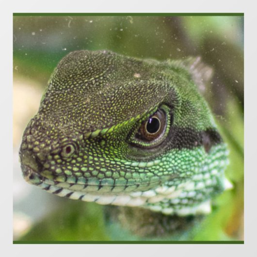 Autocollant Pour Fenêtre Agama, lézard (Feuille)