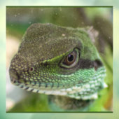 Autocollant Pour Fenêtre Agama, lézard (Feuille 3)