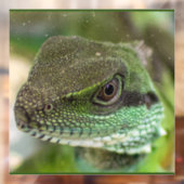 Autocollant Pour Fenêtre Agama, lézard (Feuille 2)