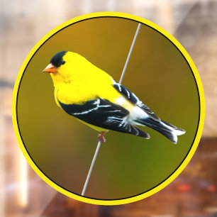 Autocollant Pour Fenêtre American Goldfinch - Photo originale