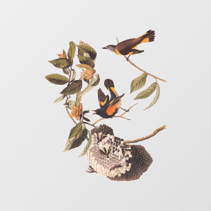 Autocollant Pour Fenêtre American Redstart Audubon Birds and Wasp Nest