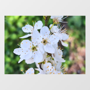 Autocollant Pour Fenêtre Arbre en Fleur au Printemps Roumanie – Photographi