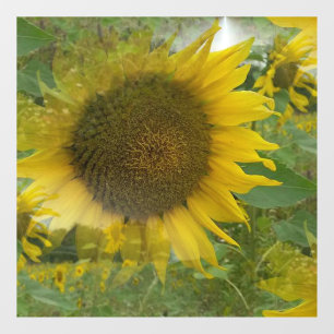 Autocollant Pour Fenêtre Arrosage des fenêtres de tournesol