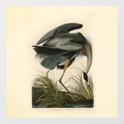 Autocollant Pour Fenêtre Audubon Great Blue Heron Marsh Bird (Feuille)