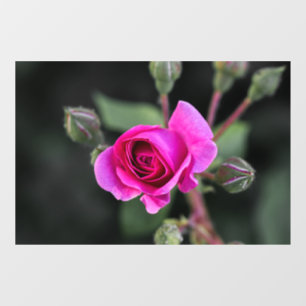 Autocollant Pour Fenêtre Autocollant de fenêtre - Photographie de rose et d