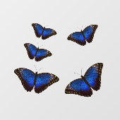 Autocollant Pour Fenêtre Bleu Morpho Papillons fenêtre Clouture (Feuille)