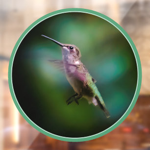 Autocollant Pour Fenêtre Colibri à gorge rubis - Photo originale