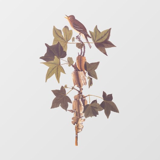 Autocollant Pour Fenêtre Colibri Audubon Traill (Feuille)