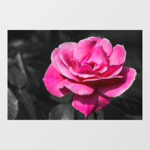 Autocollant pour fenêtre - Élégance de rose rose