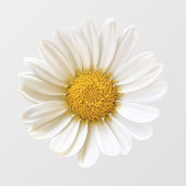 Autocollant Pour Fenêtre Fleur marguerite blanche (Feuille)