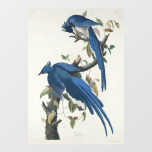 Autocollant Pour Fenêtre Geai de Columbia d'Audubon Geai à gorge noire