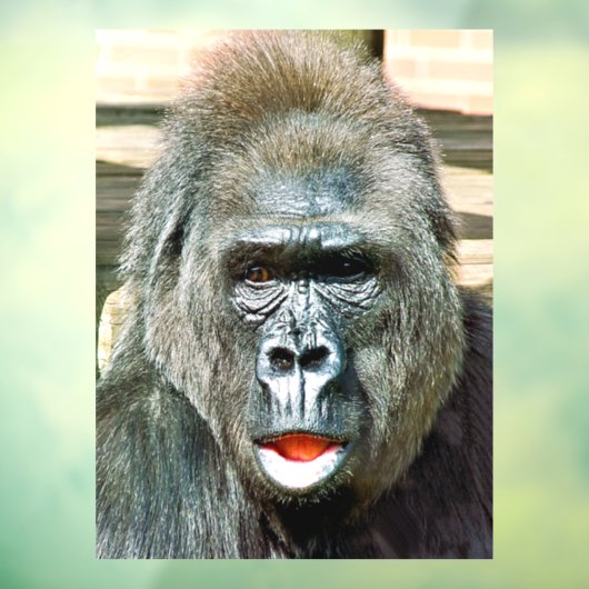 AUTOCOLLANT POUR FENÊTRE GORILLA FRAÎCHE (Feuille 3)