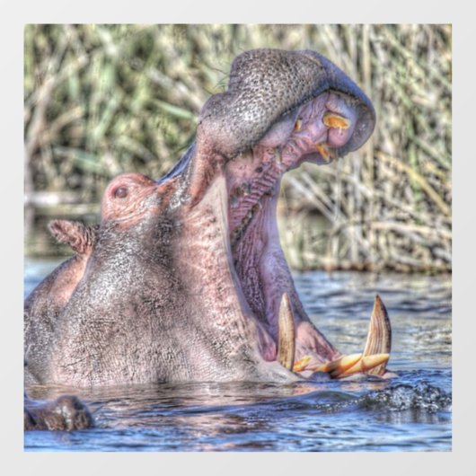 Autocollant Pour Fenêtre hippo peint (Feuille)