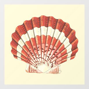Autocollant Pour Fenêtre Illustration Nautique de Coquille Saint-Jacques Ro