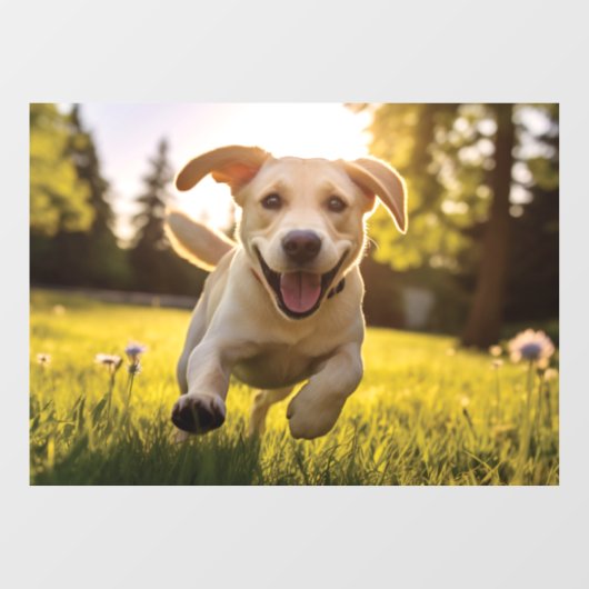 Autocollant Pour Fenêtre Joyeux Labrador Puppy Running (Feuille)