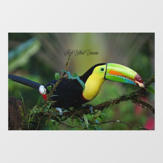 Autocollant Pour Fenêtre Keel Billed Toucan (Feuille)