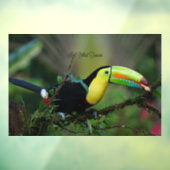 Autocollant Pour Fenêtre Keel Billed Toucan (Feuille 3)