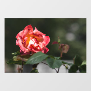 Autocollant pour fenêtre - La rose qui se fane