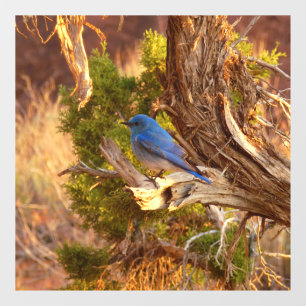 Autocollant Pour Fenêtre Merlebleu azuré à Arches National Park