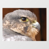 AUTOCOLLANT POUR FENÊTRE MERLIN FALCON OISEAU DE PREY (Feuille)