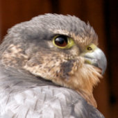 AUTOCOLLANT POUR FENÊTRE MERLIN FALCON OISEAU DE PREY