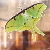 Autocollant Pour Fenêtre Oeuvre de Luna Moth en couleur vive (Feuille 2)