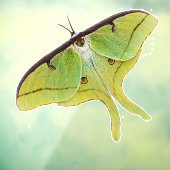 Autocollant Pour Fenêtre Oeuvre de Luna Moth en couleur vive (Feuille 3)
