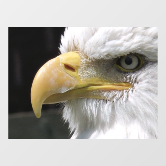 AUTOCOLLANT POUR FENÊTRE OISEAU D'AGLE (Feuille)